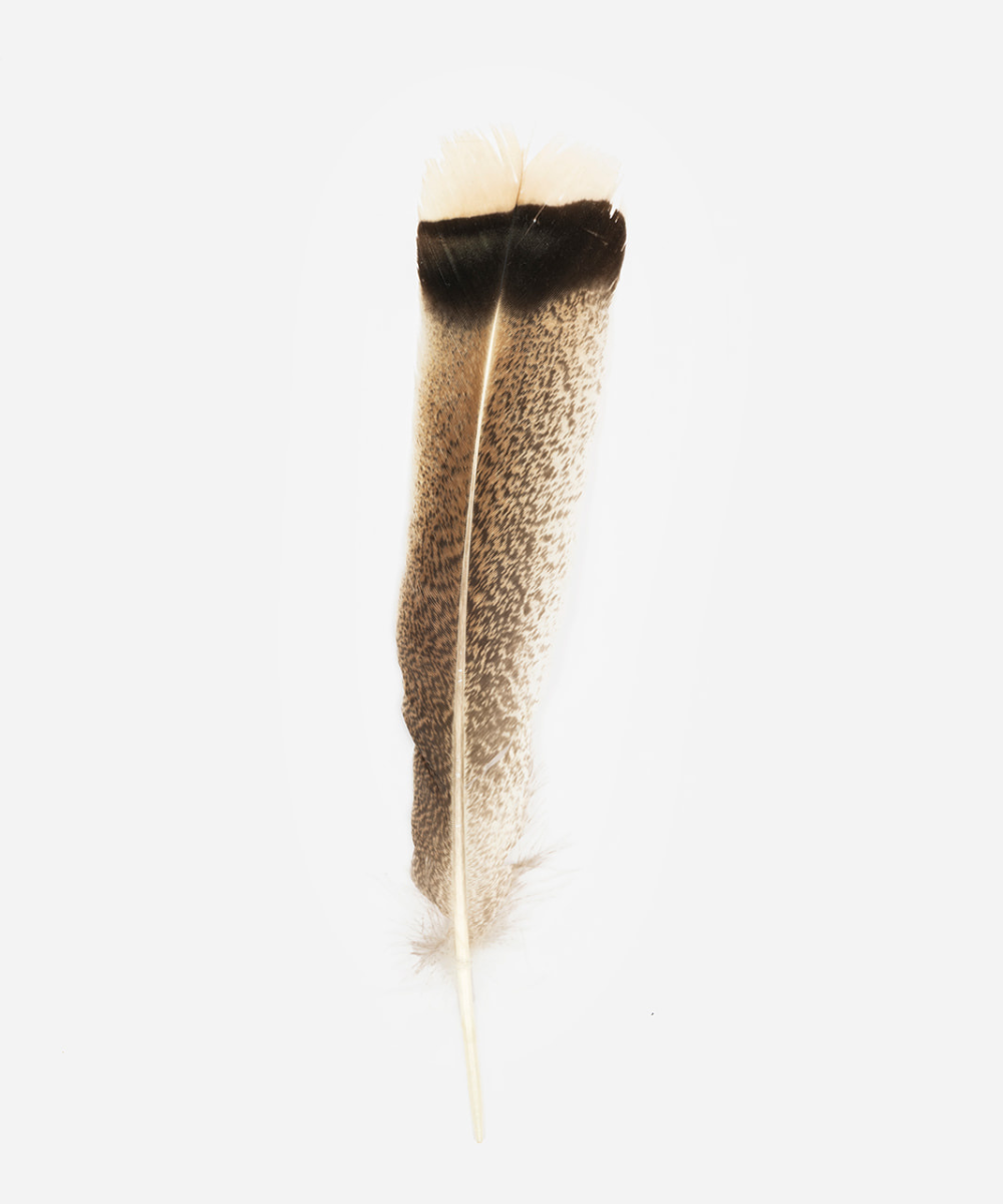 TALL TURKEY TAIL FEATHER