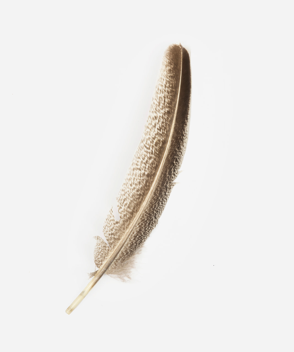TALL SPECKLED TURKEY FEATHER