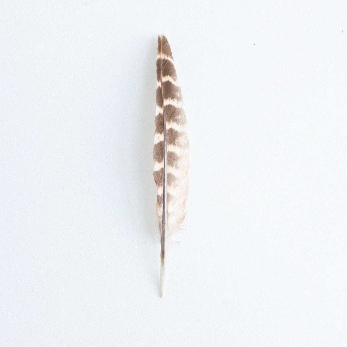 FEATHER – BROWN AND CREAM